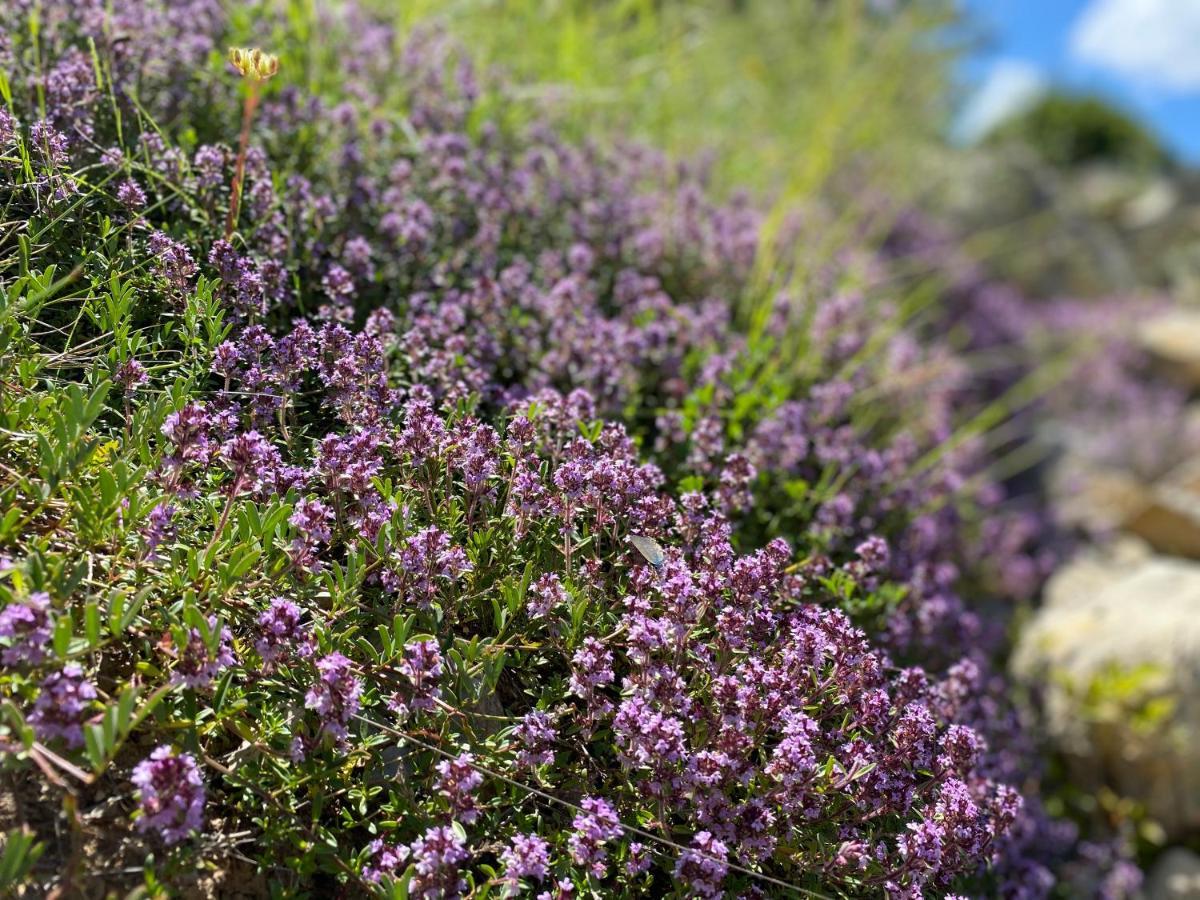 Gite En Haute Provence Montfroc Esterno foto
